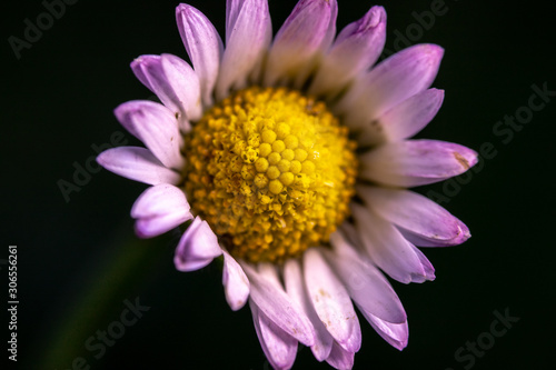macro shot of a pretty Daisy  Leucanthemum vulgare  isolated on a black background. close up flower