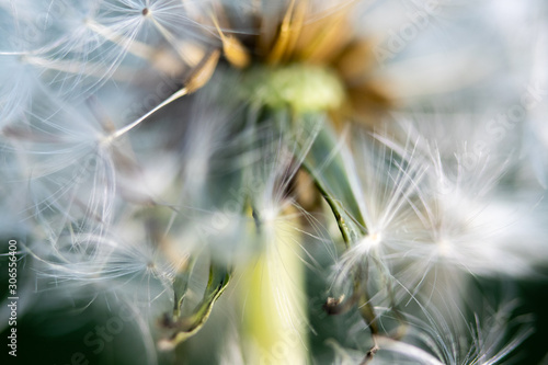 macro photo of dandelion (Taraxacum officinale) seed on black background. close up flower.