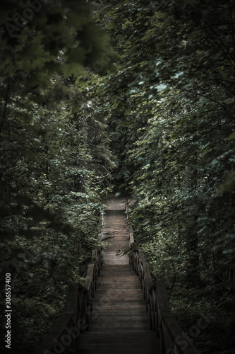 Lonely staircase in the forest