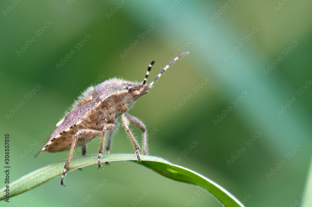Some insects, bee, catelerpilar, and others Some insects, bee, catelerpilar, and others