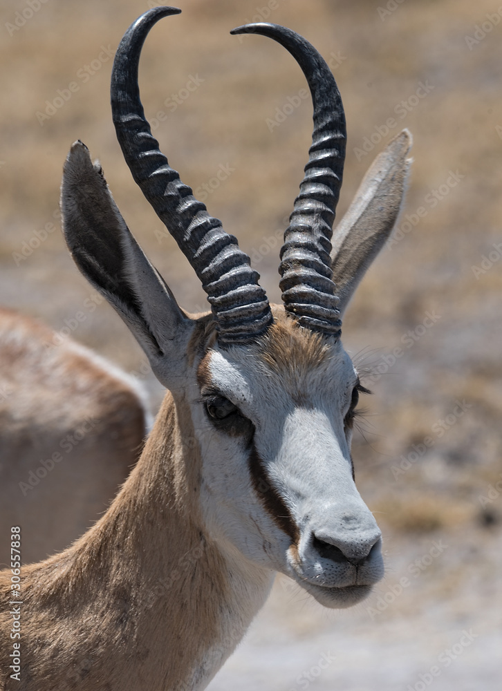 Portrait shot of an Impala ram in the Nxai Pan National Park of Botswana Portrait shot of an Impala ram in the Nxai Pan National Park of Botswana