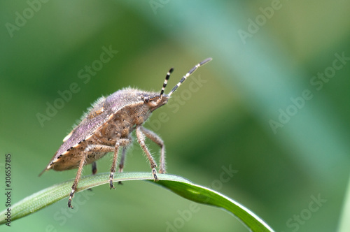 Some insects, bee, catelerpilar, and others