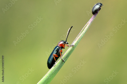 Some insects, bee, catelerpilar, and others