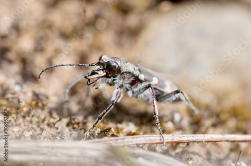 Some insects, bee, catelerpilar, and others