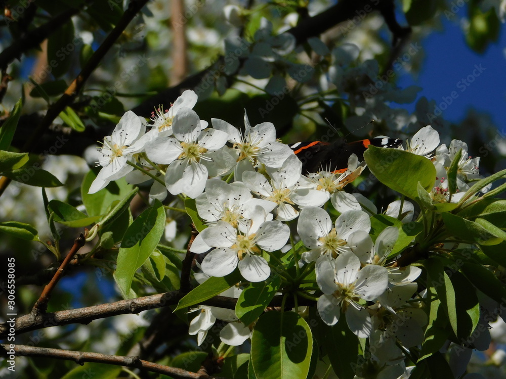 Wild pear tree, or Pyrus spinosa, white flowers, and a red admiral, or Vanessa atalanta butterfly