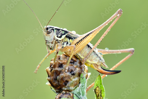 Some insects, bee, catelerpilar, and others