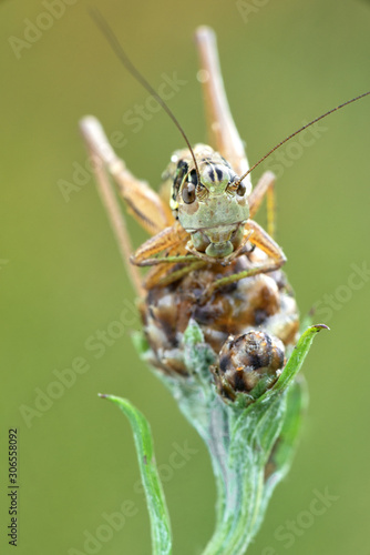 Some insects, bee, catelerpilar, and others
