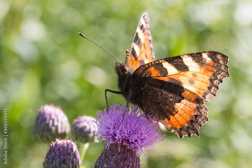 Fototapeta premium Павлиний глаз