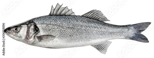 Sea bass fish. European bass isolated on white background photo