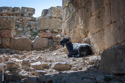 Turkish goat in ruins
