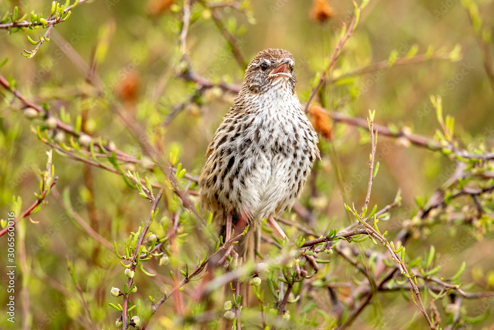 North Island Fernbird North Island Fernbird