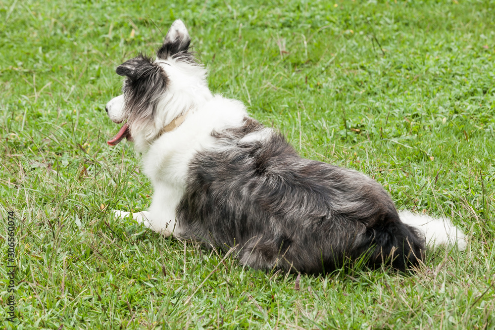 Obraz premium Beautiful pet; australian sheepdog dog in natural environment.