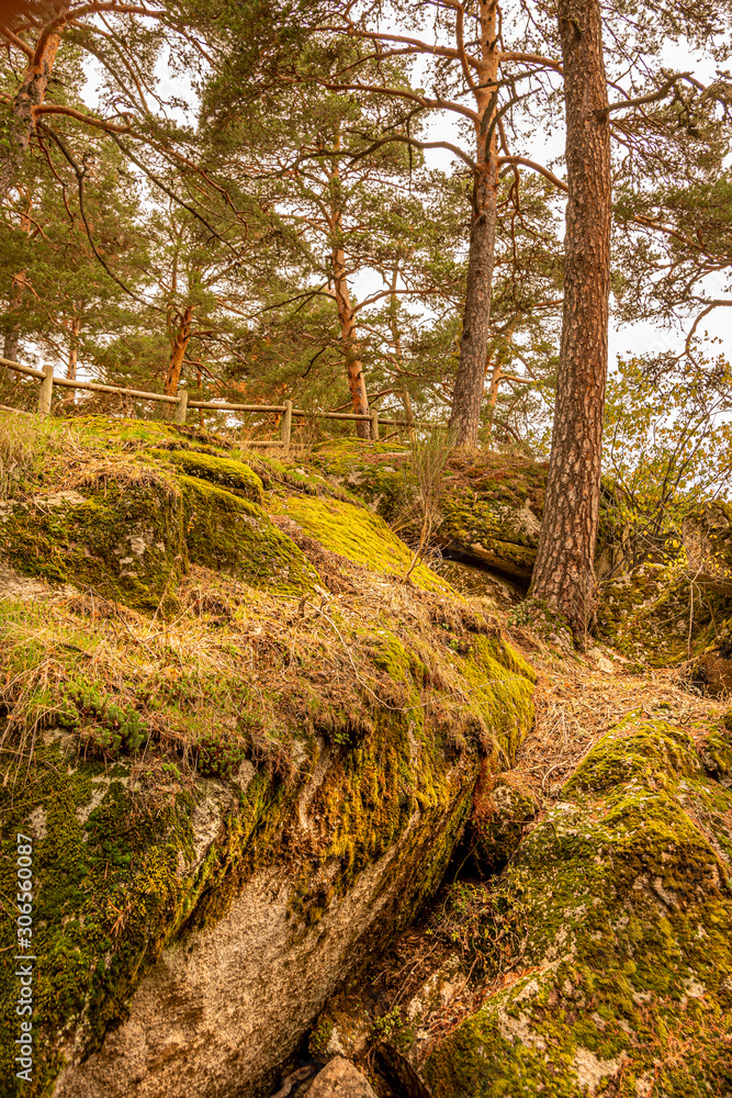 Fototapeta premium Landscape of rocks and pine forest. segovia spain