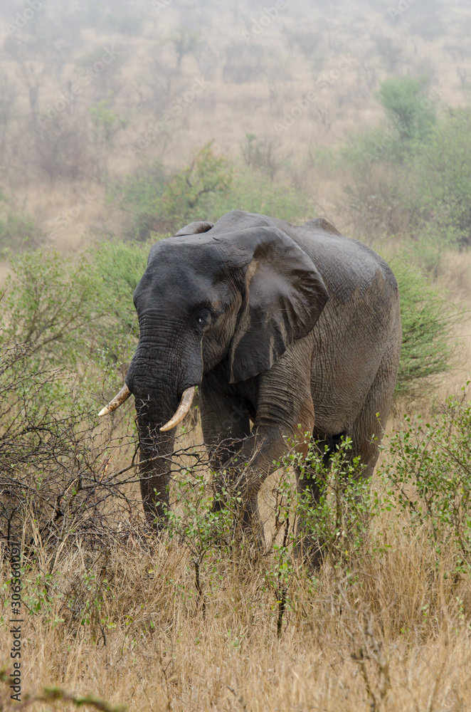 Eléphant d'Afrique, Loxodonta africana, Parc national Kruger, Afrique du Sud