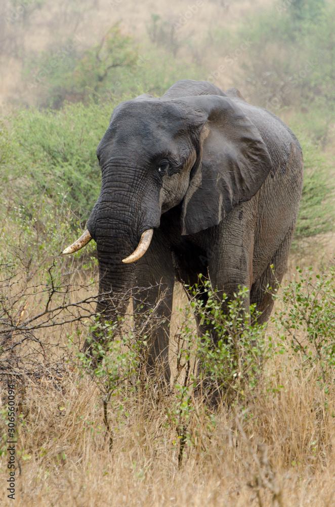 Eléphant d'Afrique, Loxodonta africana, Parc national Kruger, Afrique du Sud