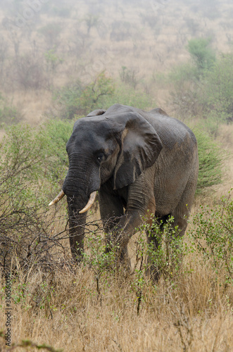 Eléphant d'Afrique, Loxodonta africana, Parc national Kruger, Afrique du Sud