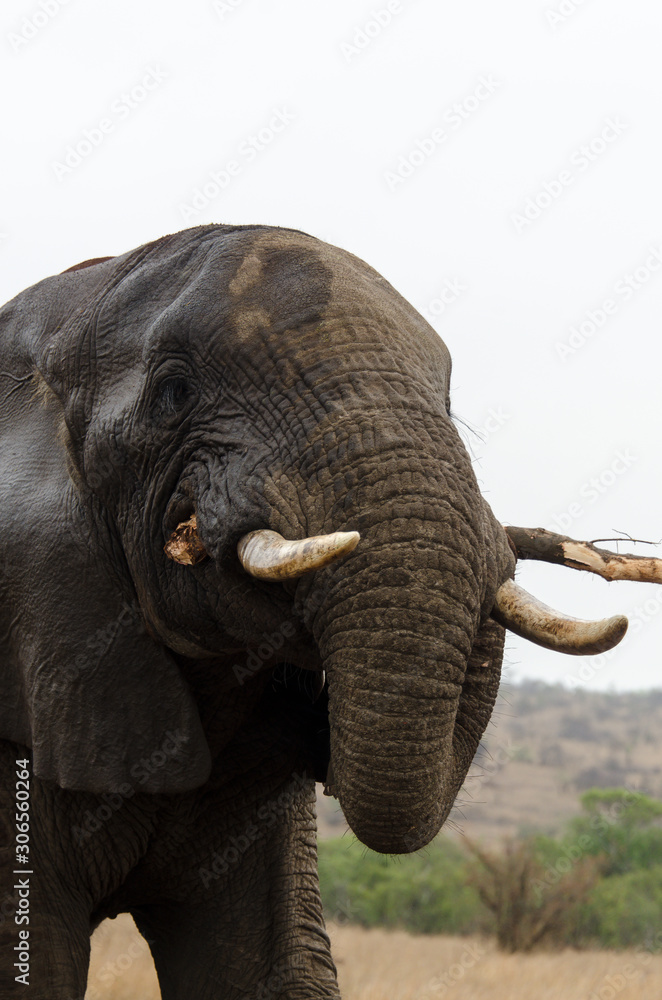 Obraz premium Eléphant d'Afrique, Loxodonta africana, Parc national Kruger, Afrique du Sud