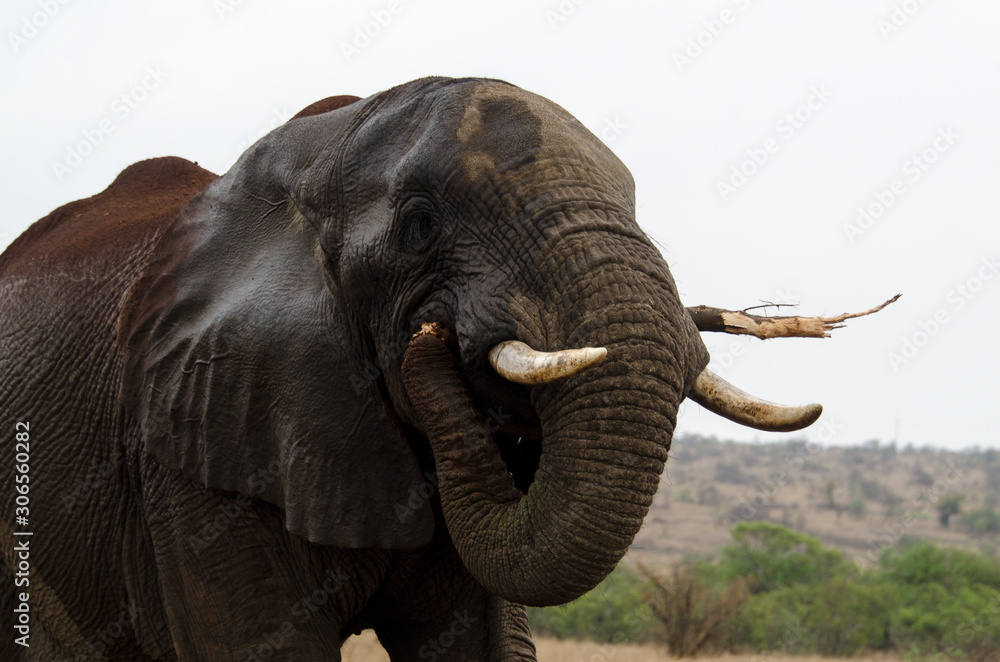 Obraz premium Eléphant d'Afrique, Loxodonta africana, Parc national Kruger, Afrique du Sud
