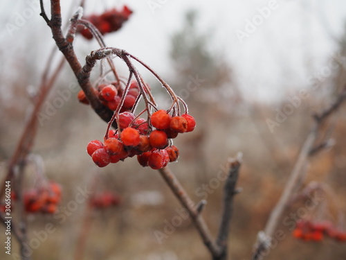 branch of red mountain ash berries in the cold is covered with frost