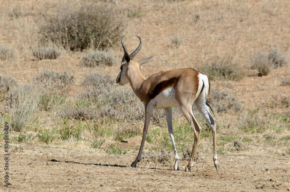 Springbok, Antidorcas marsupialis, Parc national Kalahari Gemsbok, parc transfrontalier de Kgalagadi, Afrique du Sud Springbok, Antidorcas marsupialis, Parc national Kalahari Gemsbok, parc transfrontalier de Kgalagadi, Afrique du Sud