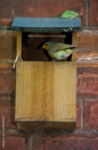 Rougegorge familier,.Erithacus rubecula, European Robin photo