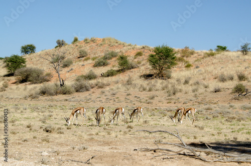 Springbok  Antidorcas marsupialis  Parc national Kalahari Gemsbok  parc transfrontalier de Kgalagadi  Afrique du Sud