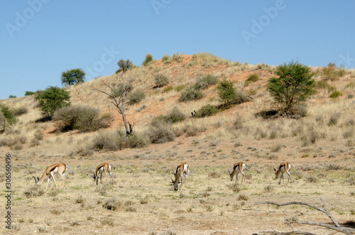 Springbok, Antidorcas marsupialis, Parc national Kalahari Gemsbok, parc transfrontalier de Kgalagadi, Afrique du Sud