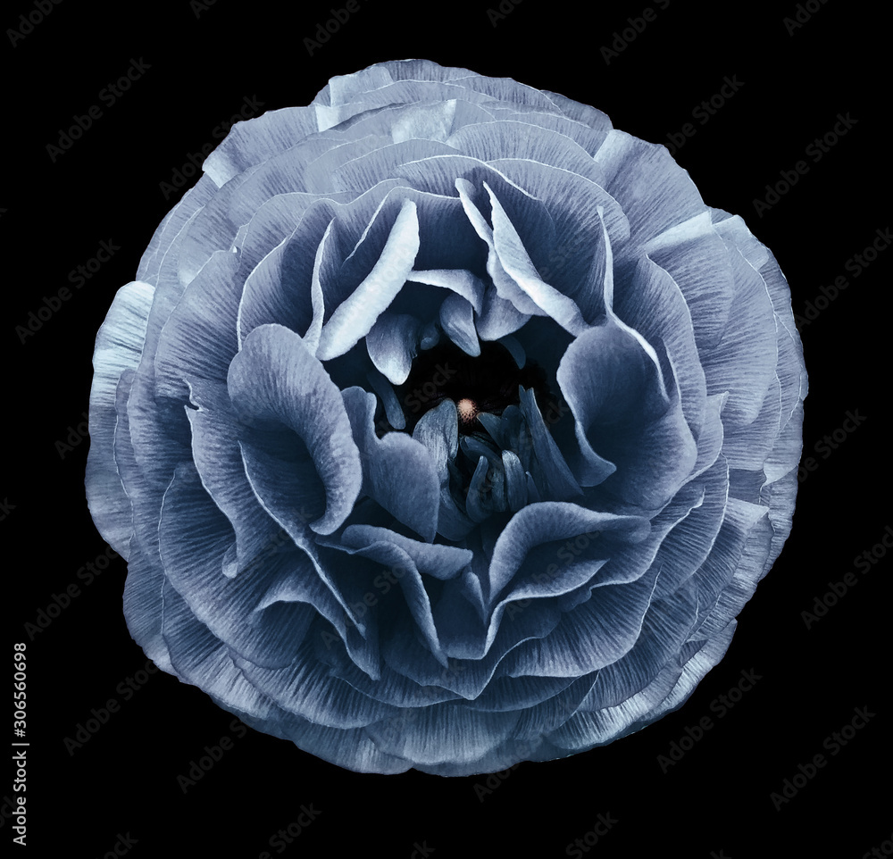 Obraz premium vintage light blue rose flower. Flower isolated on black background. No shadows with clipping path. Close-up. Nature.