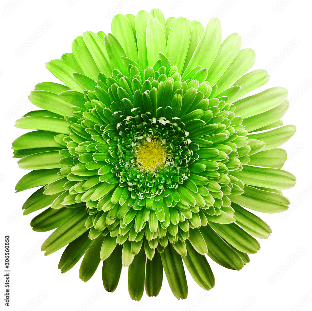 Green Flowers White Background