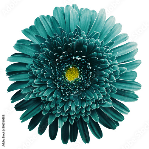 gerbera flower turquoise. Flower isolated on white background. No shadows with clipping path. Close-up. Nature © nadezhda F