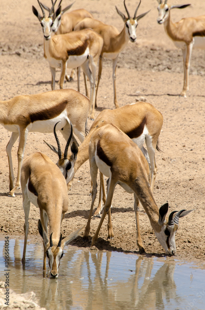 Springbok, Antidorcas marsupialis, Parc national Kalahari Gemsbok, parc transfrontalier de Kgalagadi, Afrique du Sud Springbok, Antidorcas marsupialis, Parc national Kalahari Gemsbok, parc transfrontalier de Kgalagadi, Afrique du Sud