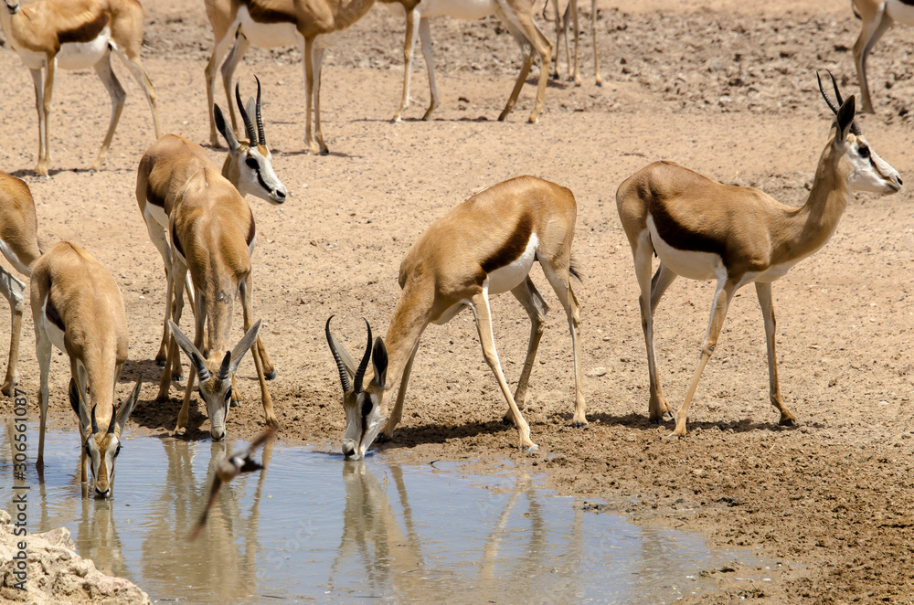 Springbok, Antidorcas marsupialis, Parc national Kalahari Gemsbok, parc transfrontalier de Kgalagadi, Afrique du Sud Springbok, Antidorcas marsupialis, Parc national Kalahari Gemsbok, parc transfrontalier de Kgalagadi, Afrique du Sud