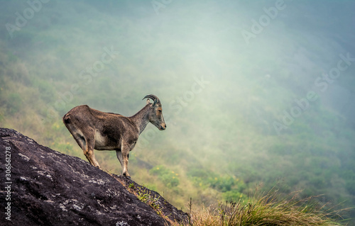 Mountain goats at Eravikulam national park, Kerala, India