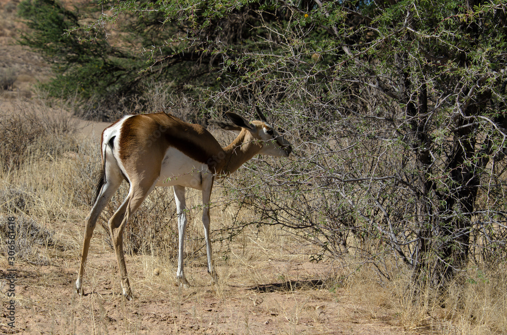 Springbok, Antidorcas marsupialis, Parc national Kalahari Gemsbok, parc transfrontalier de Kgalagadi, Afrique du Sud Springbok, Antidorcas marsupialis, Parc national Kalahari Gemsbok, parc transfrontalier de Kgalagadi, Afrique du Sud