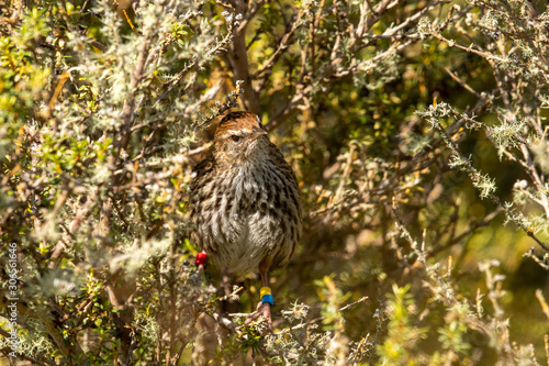 North Island Fernbird  photo