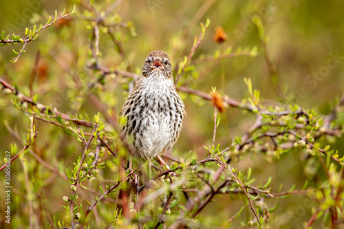 North Island Fernbird  photo