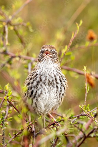 North Island Fernbird 