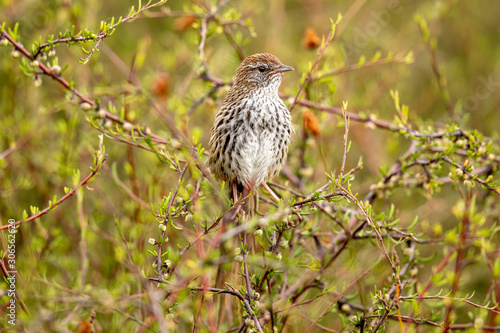 North Island Fernbird  photo