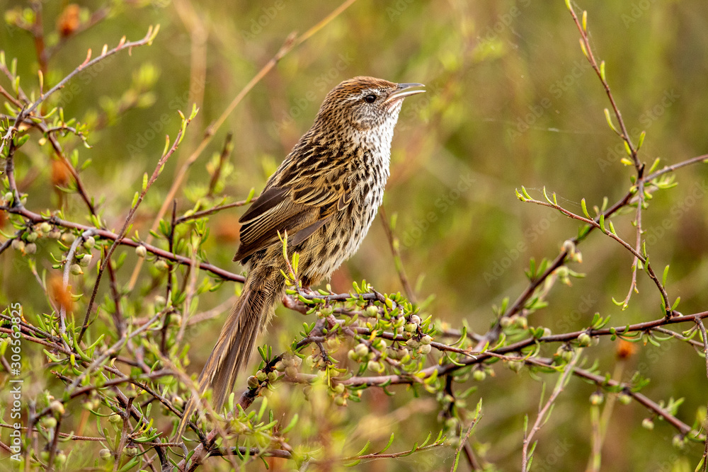 North Island Fernbird North Island Fernbird