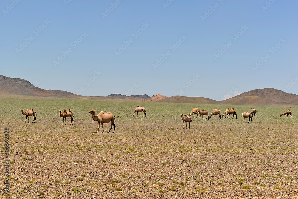 young two-humped camels grazing on prairie; Gobi desert, summer, Mongolia