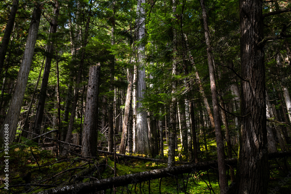Fototapeta premium Mount Robson Provincial Park