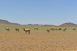 young two-humped camels grazing on prairie; Gobi desert, summer, Mongolia