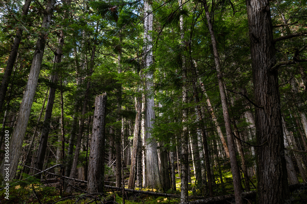 Obraz premium Mount Robson Provincial Park