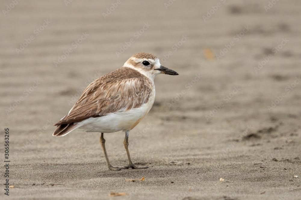 New Zealand Dotterel New Zealand Dotterel