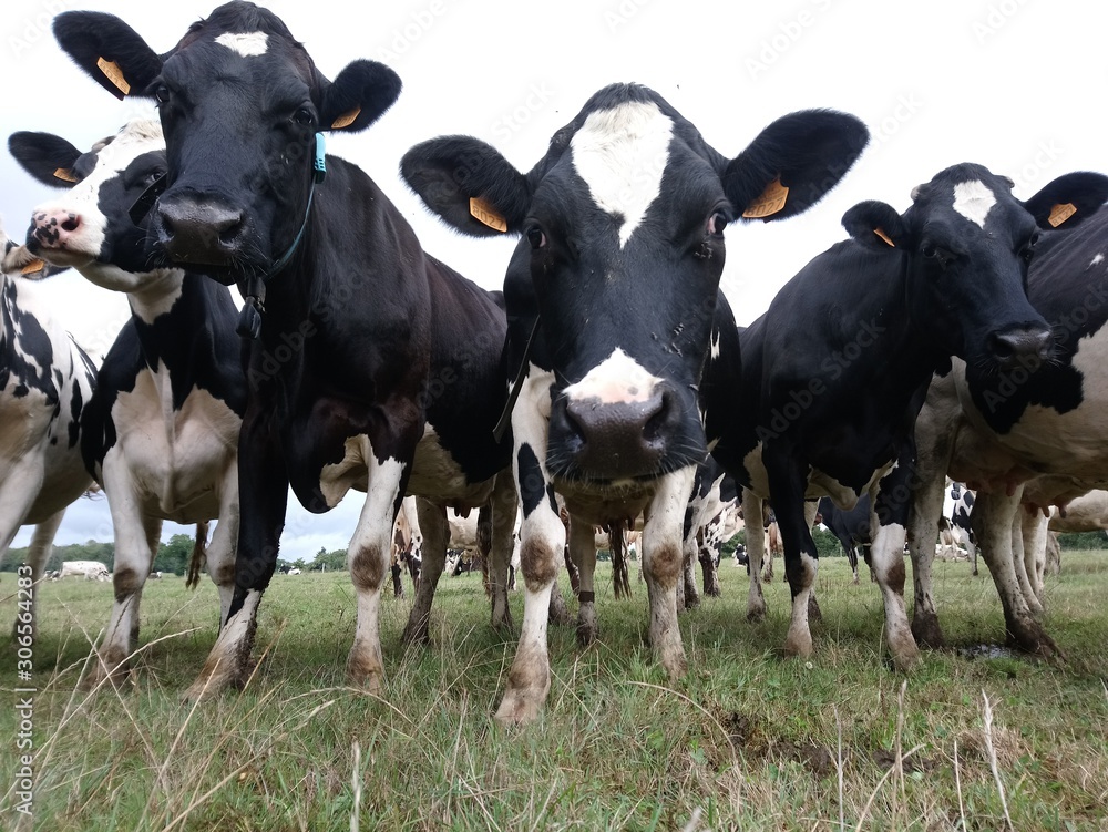 Troupeau de vaches laitières dans la campagne entre Kervignac et Brandérion (Bretagne, Morbihan)