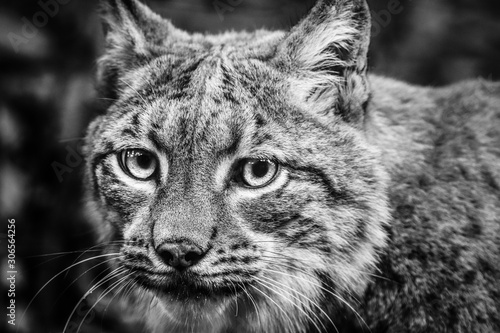 Lynx black and white