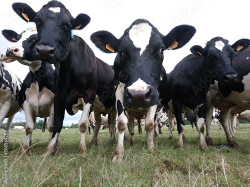 Troupeau de vaches laitières dans la campagne entre Kervignac et Brandérion (Bretagne, Morbihan) © bobroy20