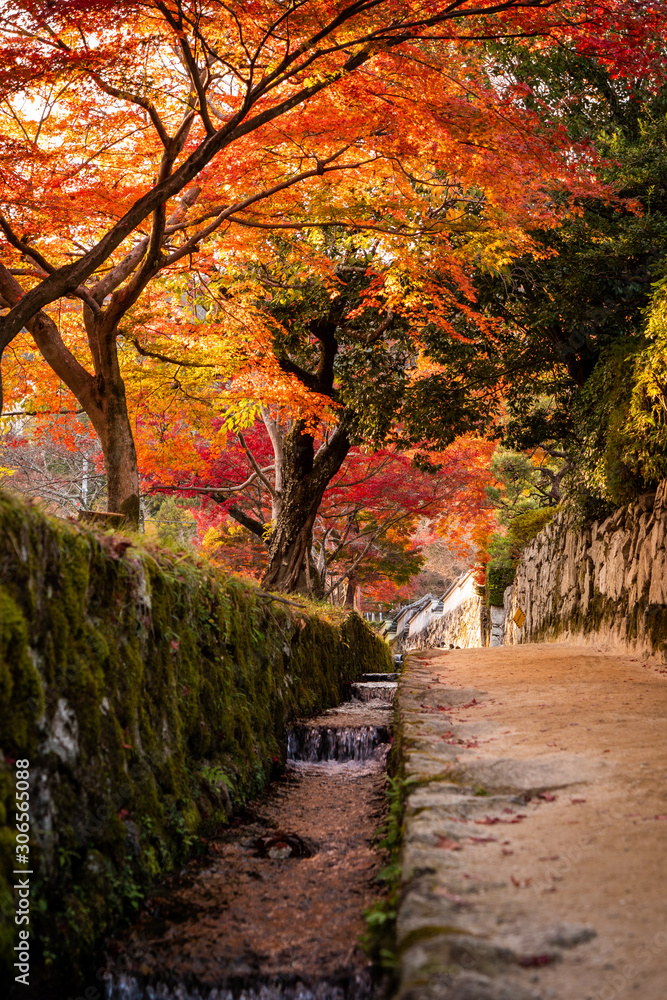 Naklejka premium 紅葉サンセット