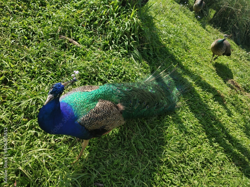 Fototapeta premium peacock in park