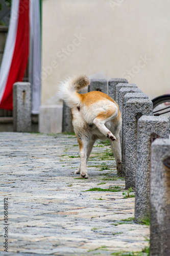 Hund markiert Betonpfosten photo